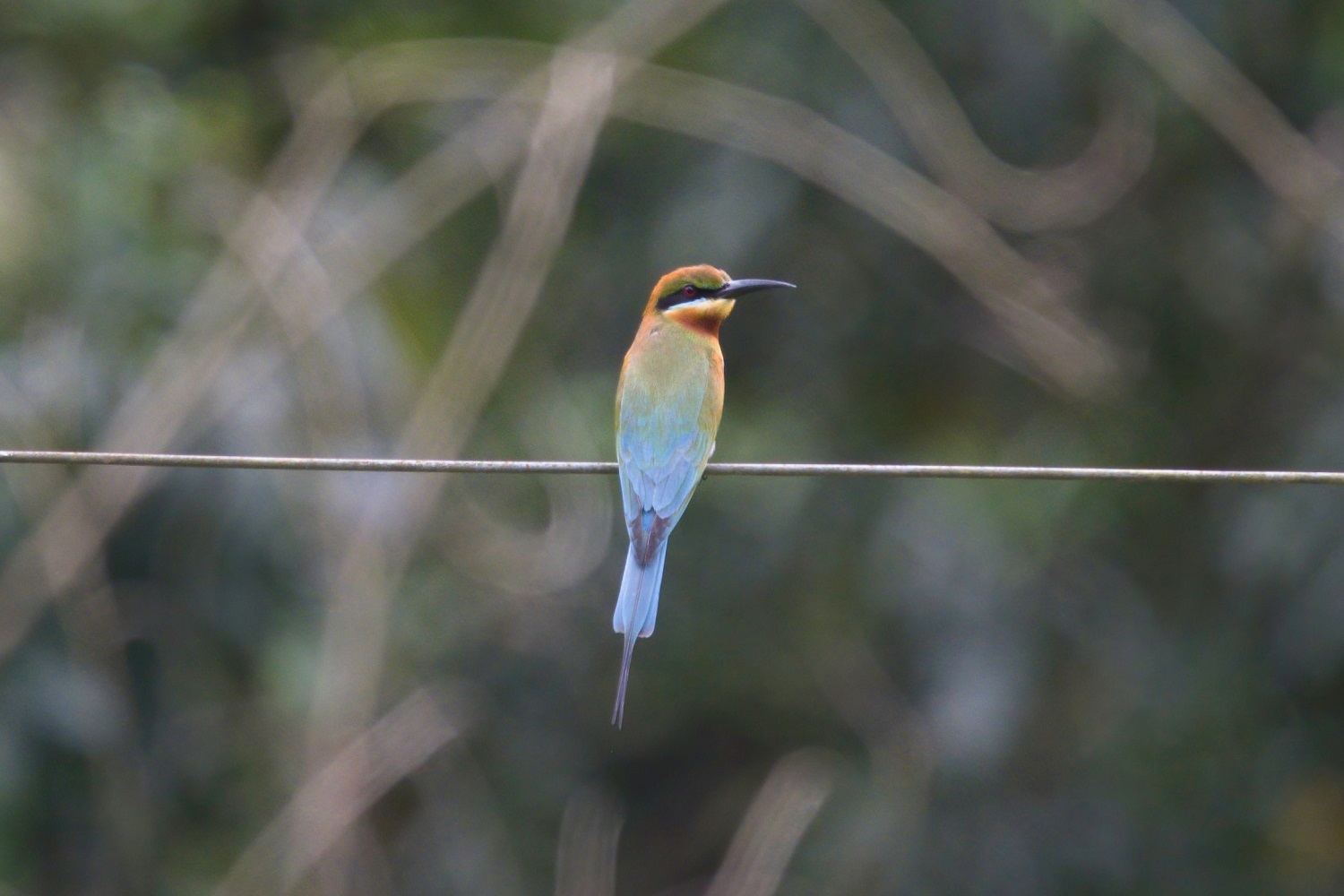 Blue-tailed Bee-eater